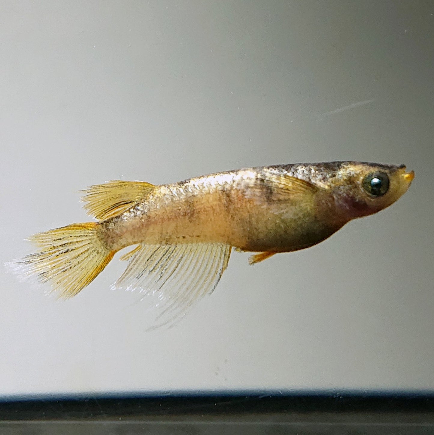 【現物】金閣　5匹　オス2メス3　3932