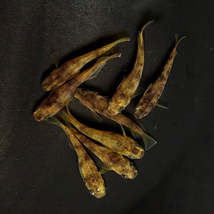 【現物】美虎アースアイ×蛇墨武リモーネキッシング亜種 F3　4ペア　3934