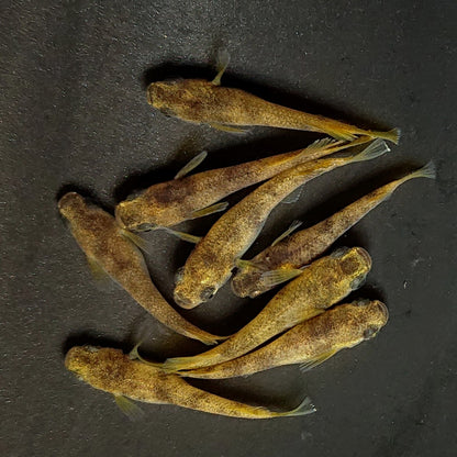 【現物】美虎アースアイ×蛇墨武リモーネキッシング亜種 F3　4ペア　3934