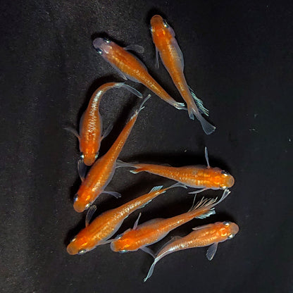 【現物】深紅のデーンモルフォキッシング　4ペア　3938