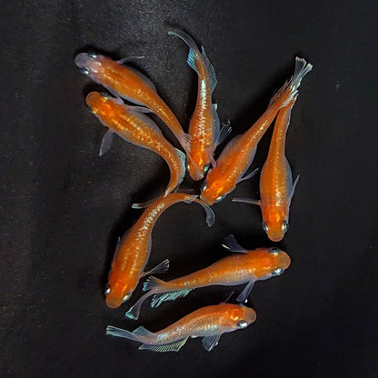 【現物】深紅のデーンモルフォキッシング　4ペア　3938