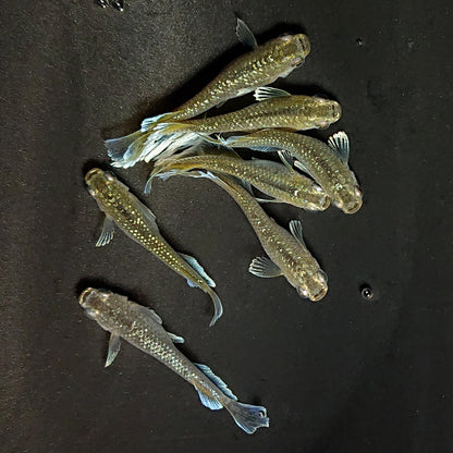 【現物】フロマージュキッシング上見強ラメ　7匹　オス3メス4　3935