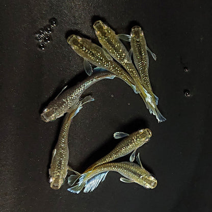 【現物】フロマージュキッシング上見強ラメ　7匹　オス3メス4　3935