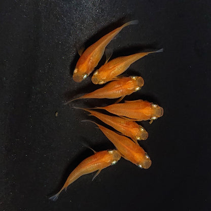 【現物】紅帝だるま　7匹　オス3メス4　3939