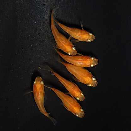 【現物】紅帝だるま　7匹　オス3メス4　3939