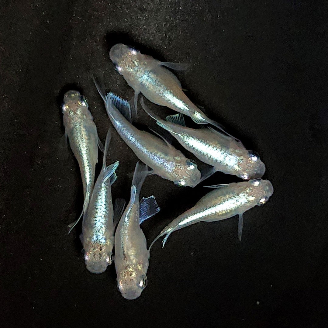 【現物】エンゼル　7匹　オス3メス4　3940