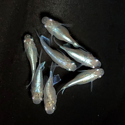 【現物】エンゼル　7匹　オス3メス4　3940