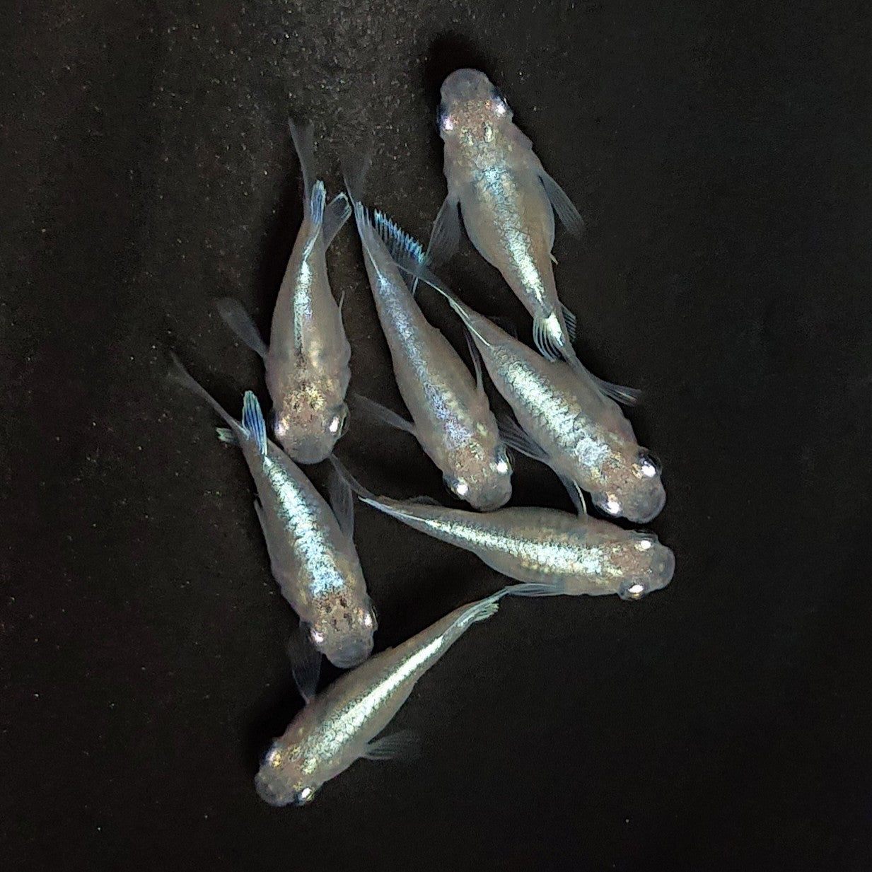 【現物】エンゼル　7匹　オス3メス4　3940