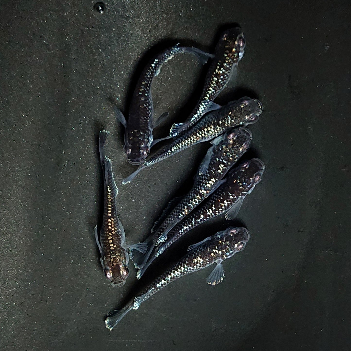 【現物】ミッドナイトフリル ラメtype　7匹　オス3メス4　3936