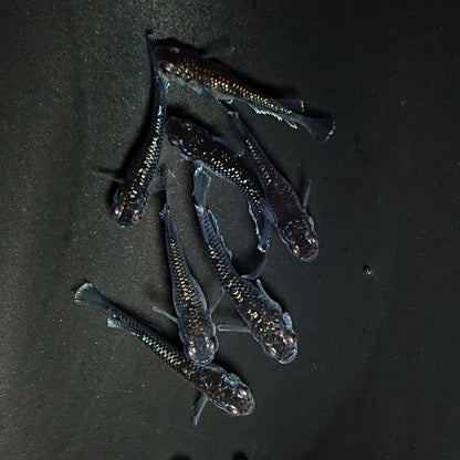 【現物】ミッドナイトフリル ラメtype　7匹　オス3メス4　3936