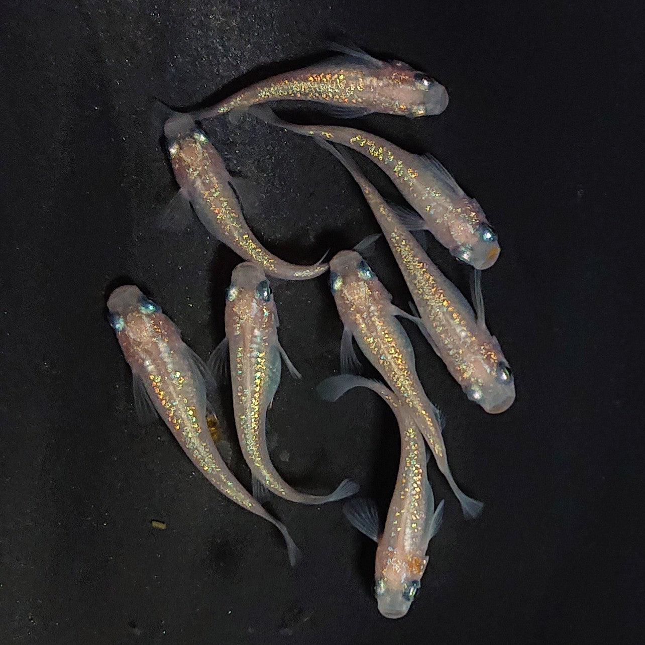 【現物】ピンクサファイア　8匹　オス3メス5　3937