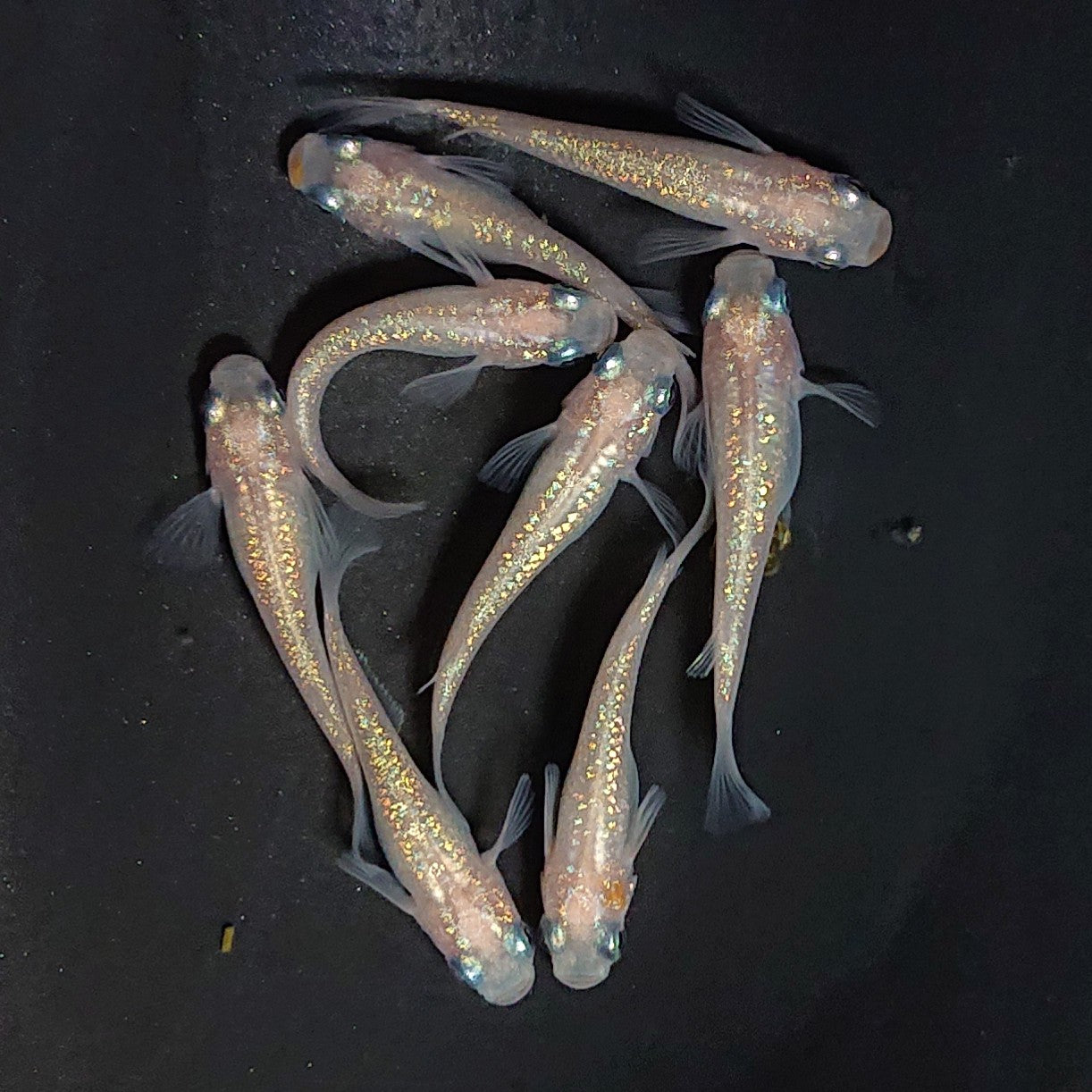 【現物】ピンクサファイア　8匹　オス3メス5　3937