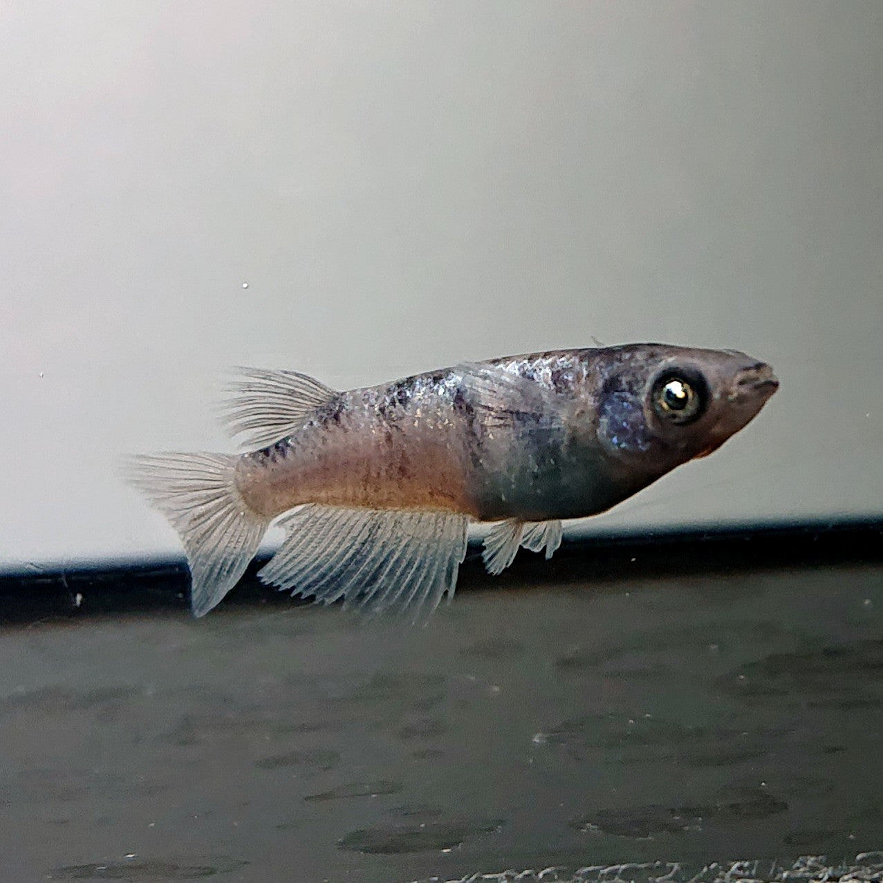 【現物】和墨白銀　両眼アースアイ・濃墨個体　6匹　オス2メス4　3951