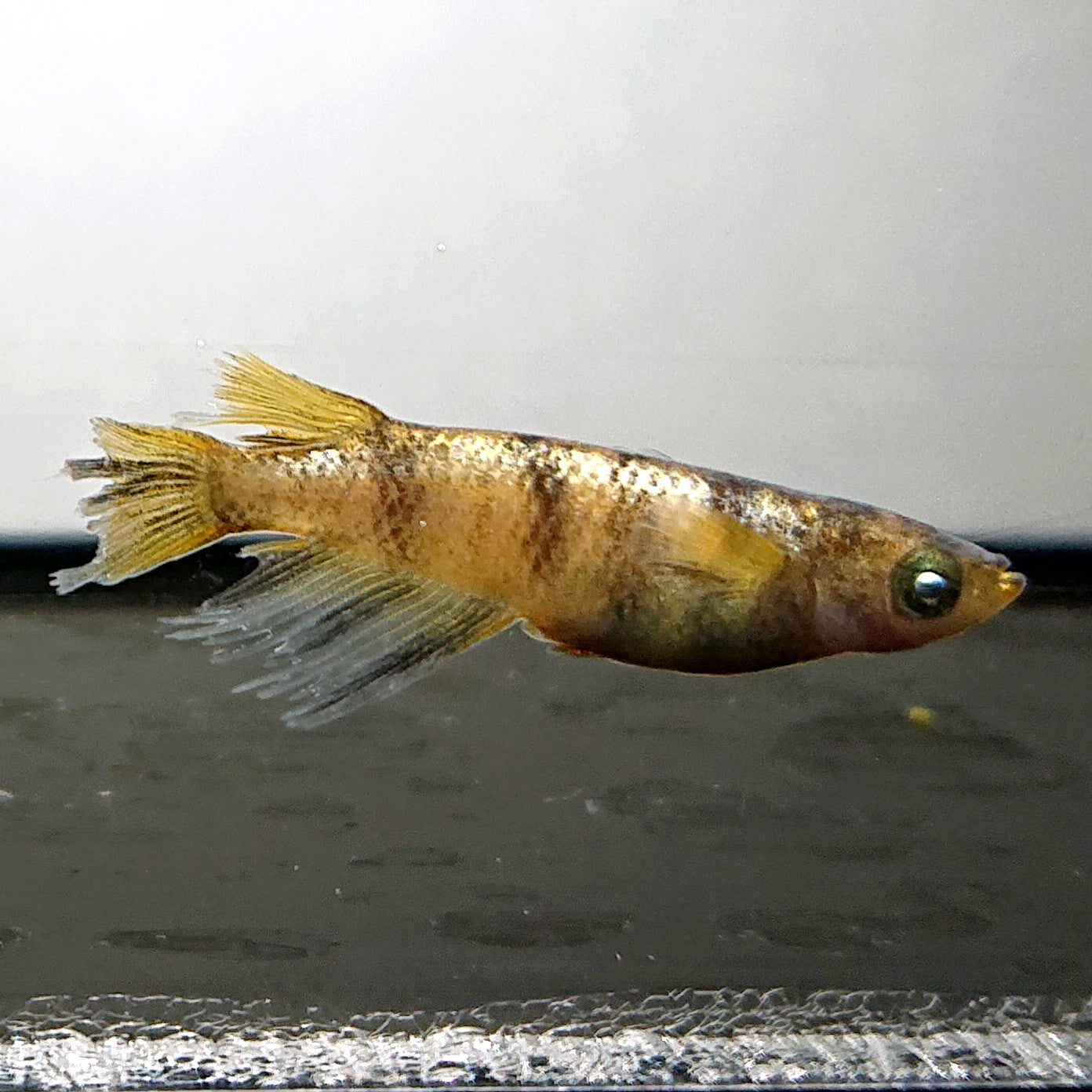 【現物】金閣　3ペア　オス1匹ワイドフィン　3950