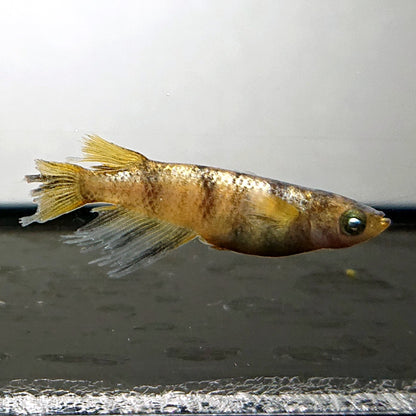 【現物】金閣　3ペア　オス1匹ワイドフィン　3950