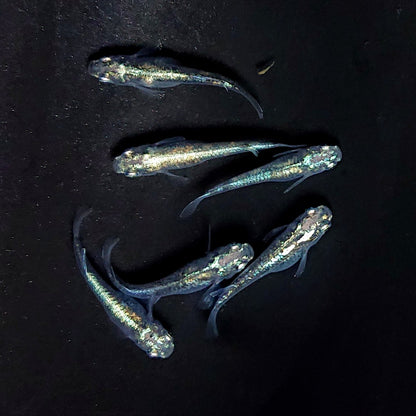 【現物】ゴジラ　3ペア　3952