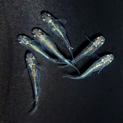 【現物】ゴジラ　3ペア　3952