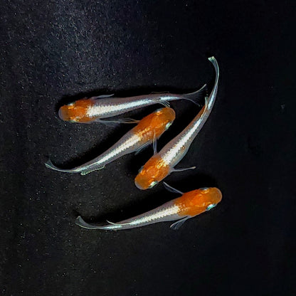 【現物】【上物】アマテラスエボリューション　丹頂個体　2ペア　3947