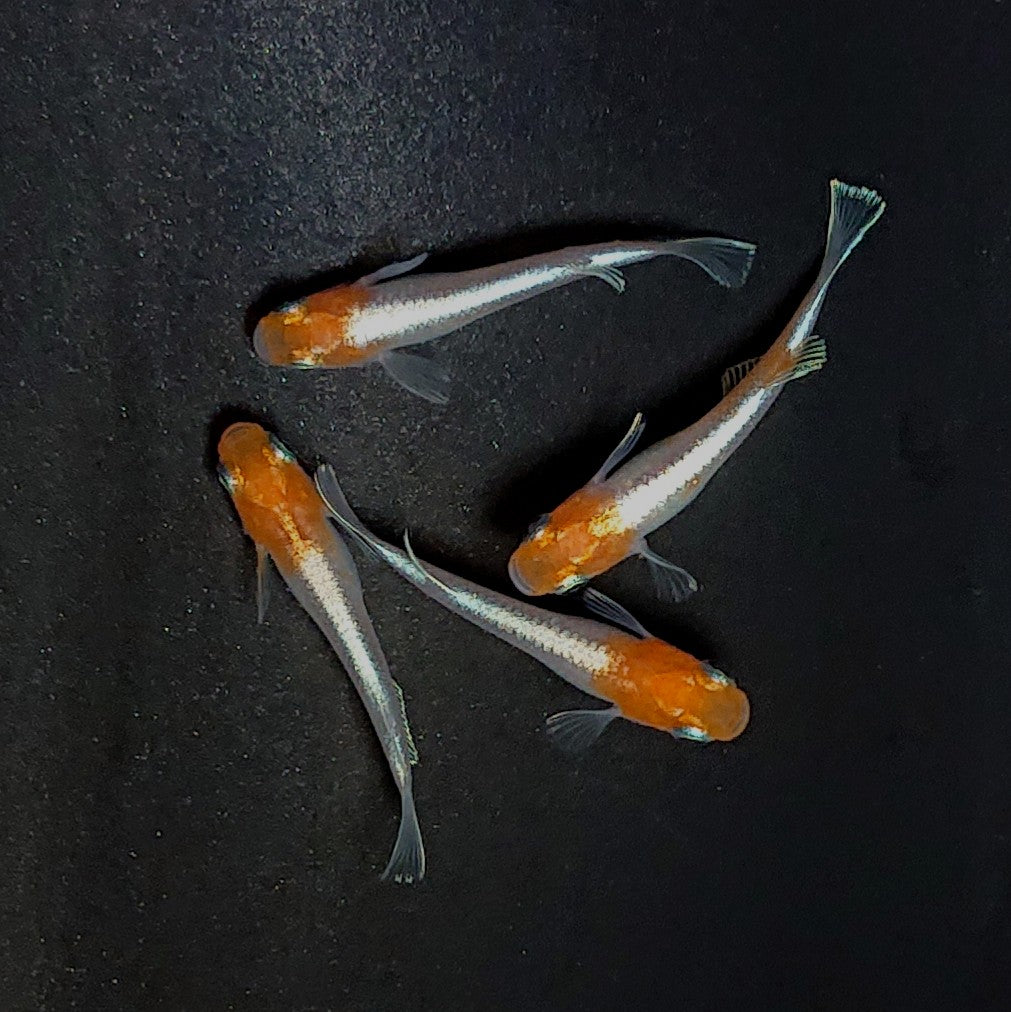 【現物】【上物】アマテラスエボリューション　丹頂個体　2ペア　3947