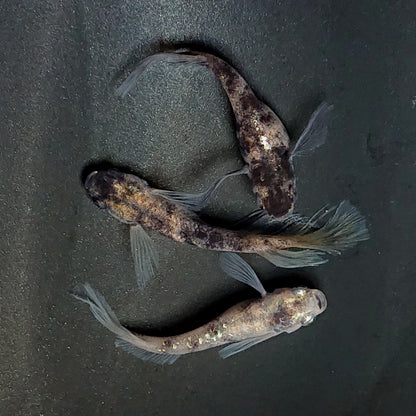 【現物】【NEW】銀閣ワイドフィン　3匹　オス1メス2　3949