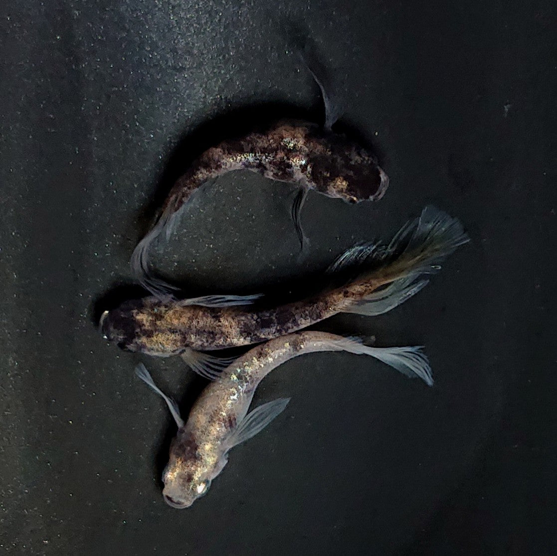 【現物】【NEW】銀閣ワイドフィン　3匹　オス1メス2　3949