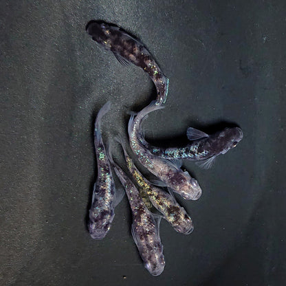 【現物】和墨白銀　両眼アースアイ・濃墨個体　6匹　オス2メス4　3951