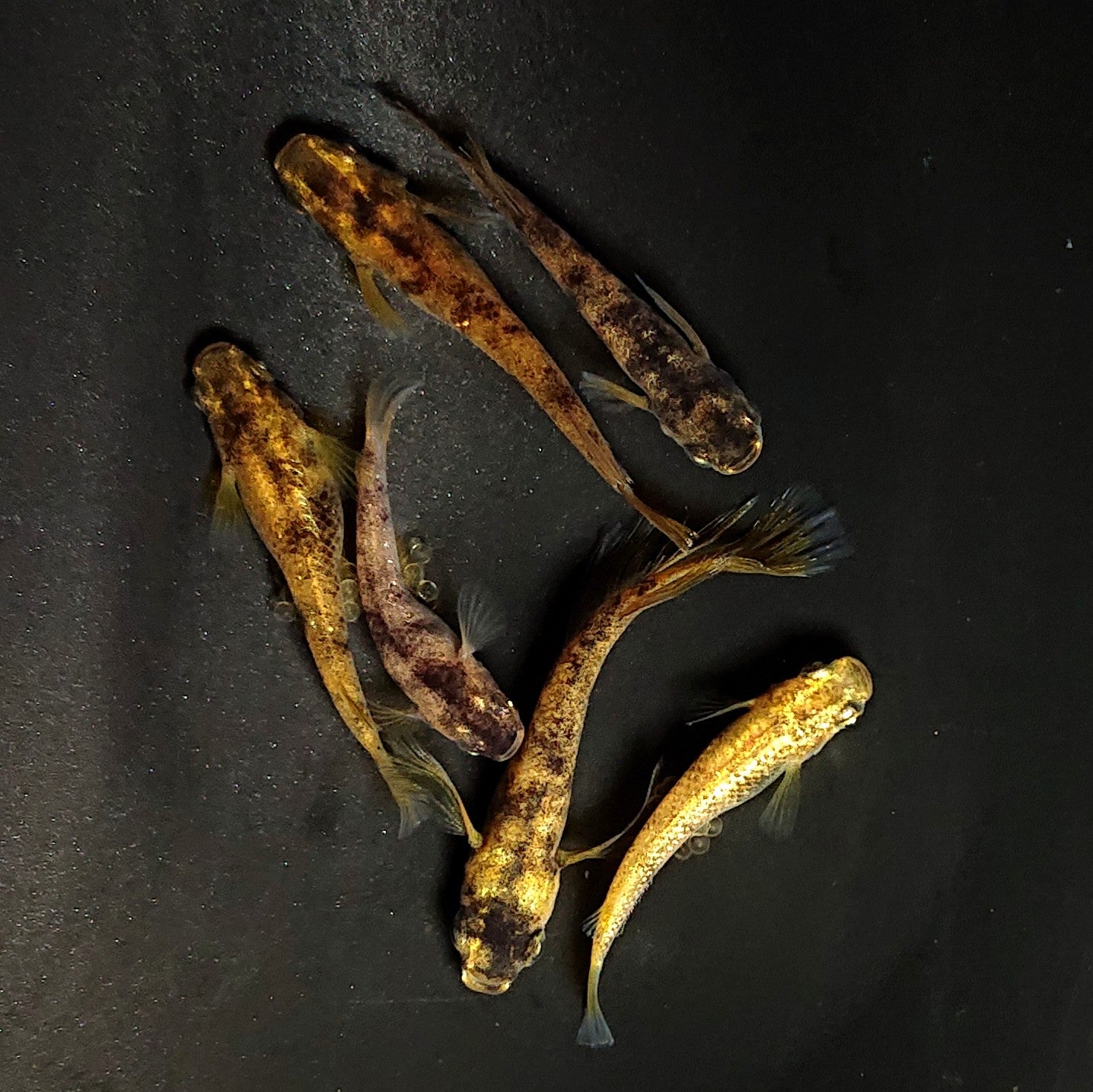 【現物】金閣　3ペア　オス1匹ワイドフィン　3950