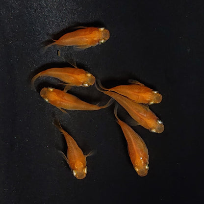 【現物】紅帝だるま　7匹　オス3メス4　3957