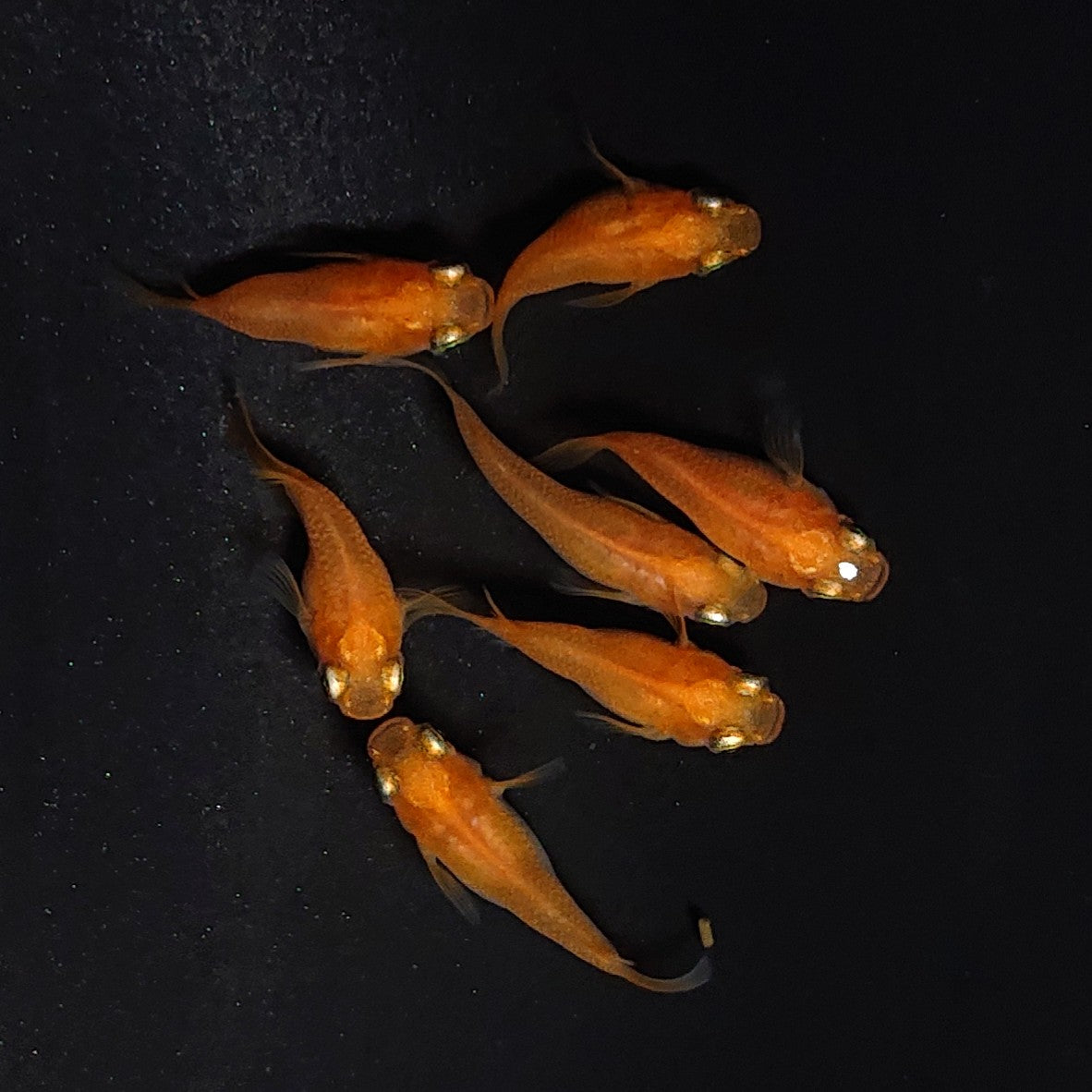 【現物】紅帝だるま　7匹　オス3メス4　3957