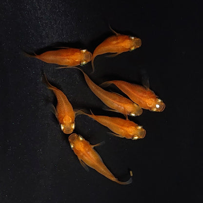 【現物】紅帝だるま　7匹　オス3メス4　3957