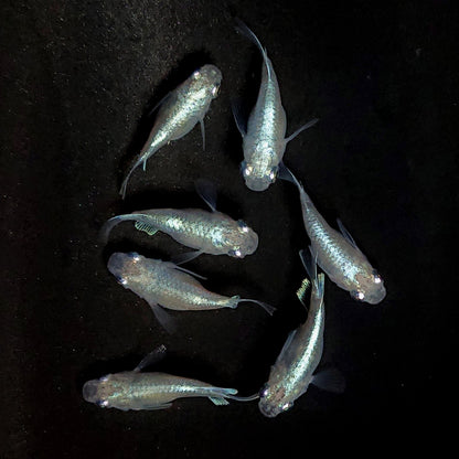 【現物】エンゼル　7匹　オス3メス4　3958