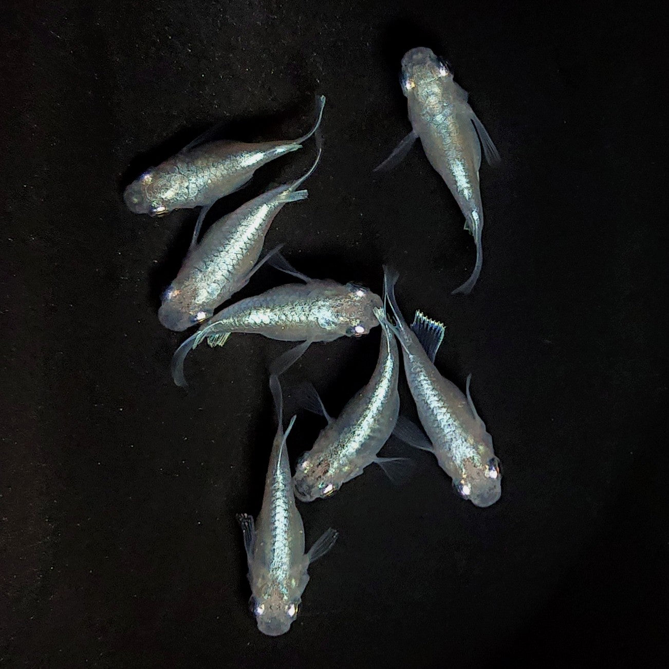 【現物】エンゼル　7匹　オス3メス4　3958