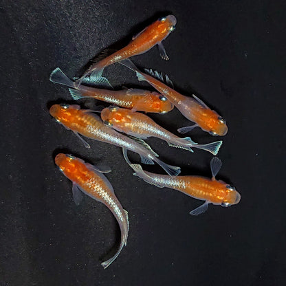 【現物】深紅のデーンモルフォキッシングΩ　7匹　オス3メス4　3954