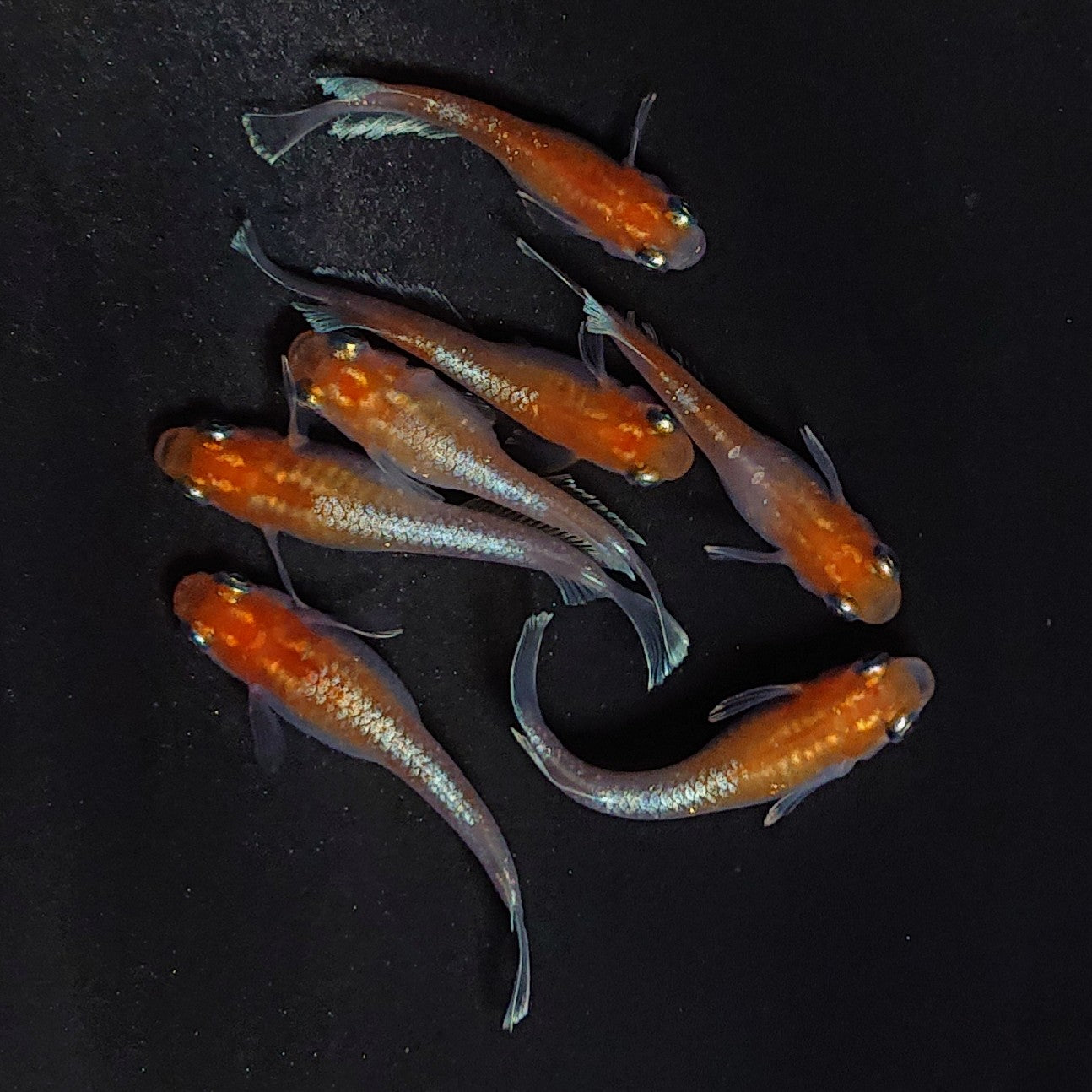 【現物】深紅のデーンモルフォキッシングΩ　7匹　オス3メス4　3954