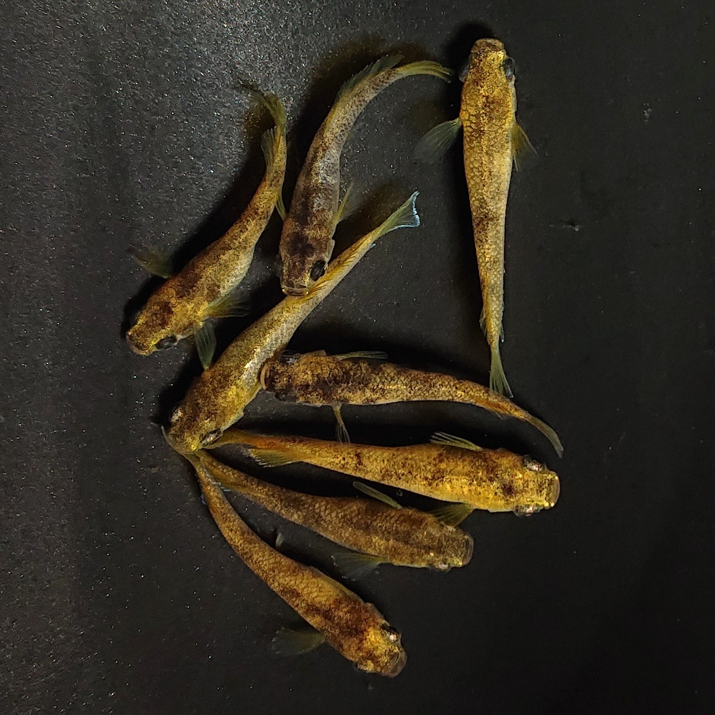 【現物】美虎アースアイ×蛇墨武リモーネキッシング亜種 F3　8匹　オス3メス5　ヒカリ体型1ペア　3955