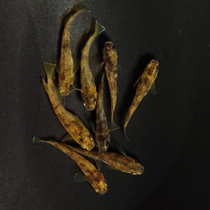 【現物】美虎アースアイ×蛇墨武リモーネキッシング亜種 F3　8匹　オス3メス5　ヒカリ体型1ペア　3955