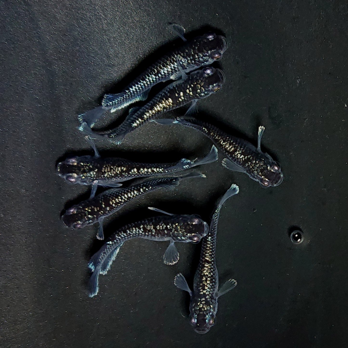 【現物】ミッドナイトフリル ラメtype　7匹　オス4メス3　3953