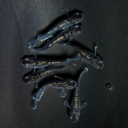 【現物】ミッドナイトフリル ラメtype　7匹　オス4メス3　3953