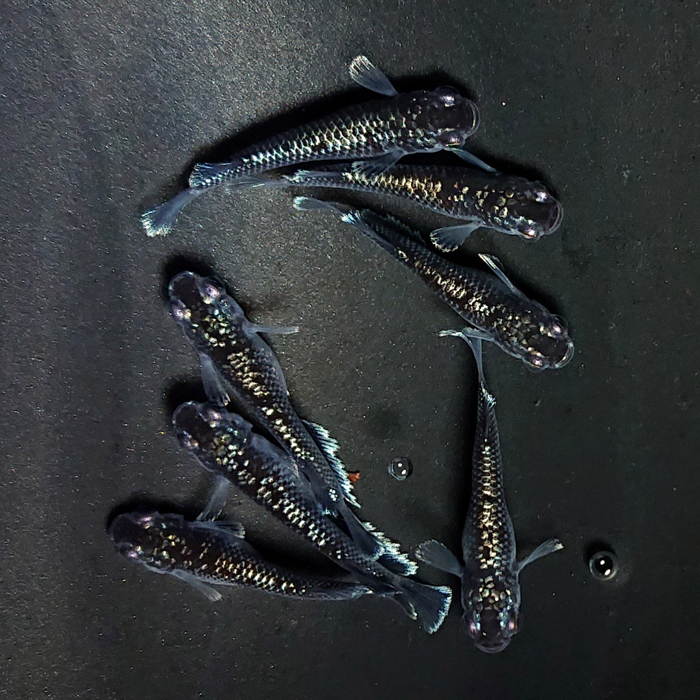 【現物】ミッドナイトフリル ラメtype　7匹　オス4メス3　3953