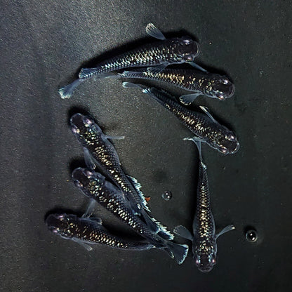 【現物】ミッドナイトフリル ラメtype　7匹　オス4メス3　3953