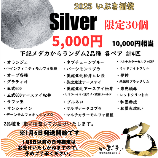 【いぶき福袋】シルバー　ハイブランドメダカ2品種　1万円相当　3002