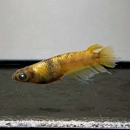 【現物】右近　3匹　オス2メス1　3961