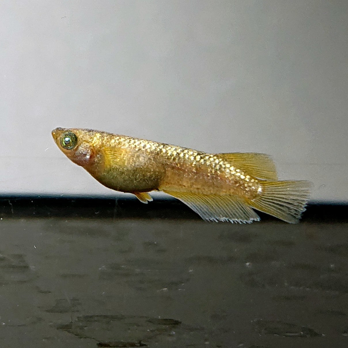 【現物】金箔和墨　3匹　オス2メス1　3960