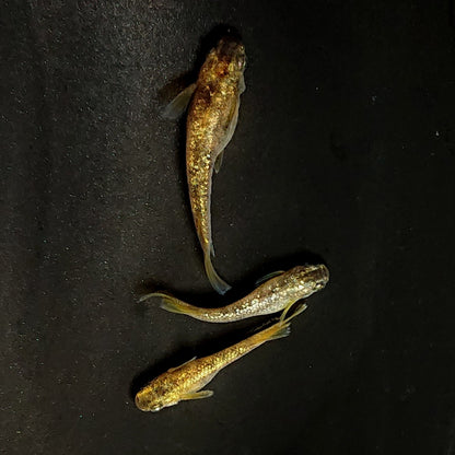 【現物】金箔和墨　3匹　オス2メス1　3960