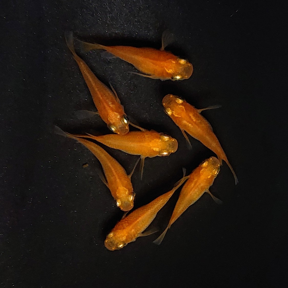 【現物】紅帝だるま　7匹　オス3メス4　3963