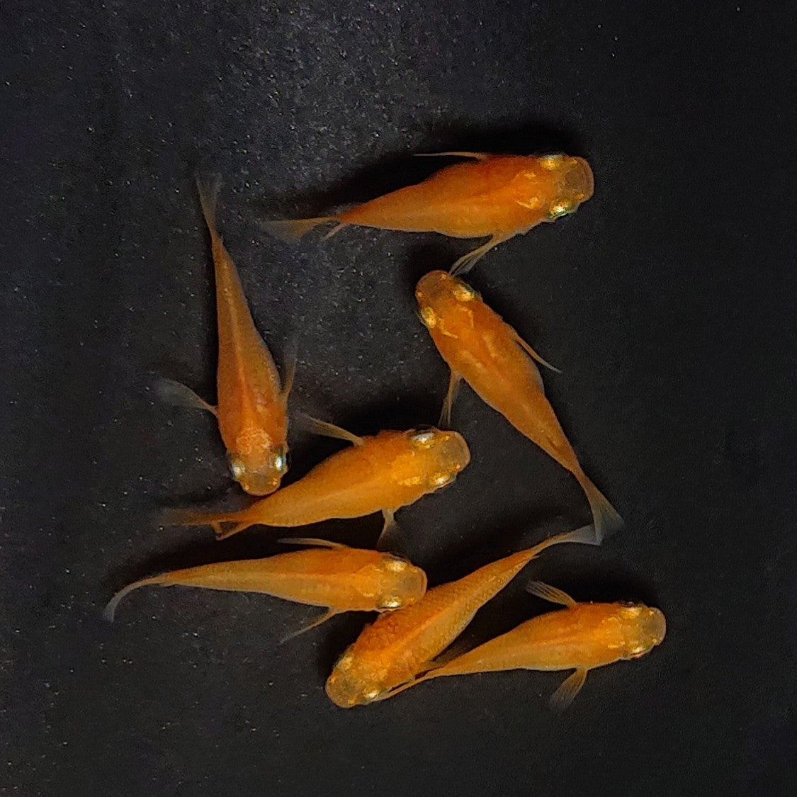 【現物】紅帝だるま　7匹　オス3メス4　3963