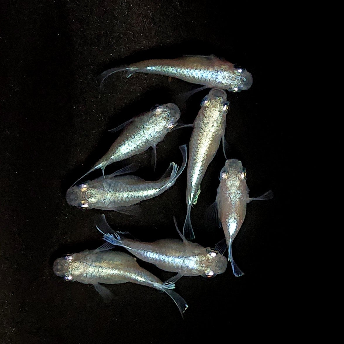 【現物】エンゼル　7匹　オス4メス3　3964