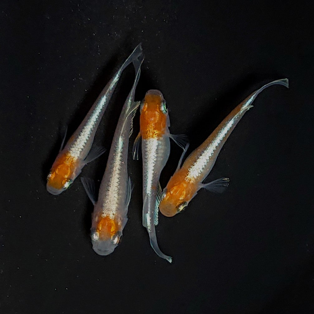 【現物】【上物】豆紅エボリューション丹頂個体　2ペア　3962