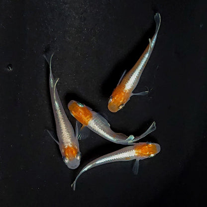 【現物】【上物】豆紅エボリューション丹頂個体　2ペア　3962