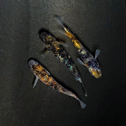 【現物】【NEW】和墨星ラメ三色　3匹　オス1メス2　3959